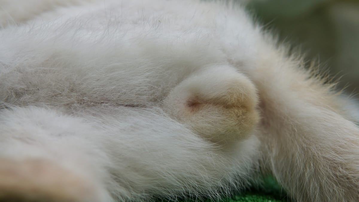Hoden beim Kater Anatomie, Fortpflanzung, Krankheiten